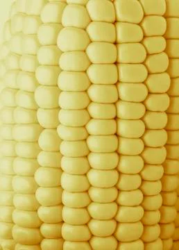 Bulk of corn grains Foto stock