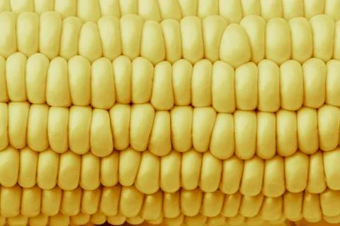 Bulk of corn grains Stock Photos