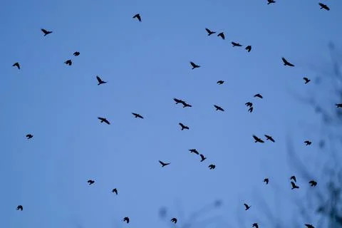 A bulk of crows fly formations above us at evening in jena Stock Photos