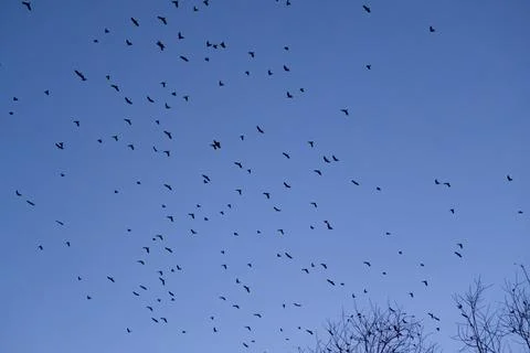 A bulk of crows fly formations above us at evening in jena Foto stock