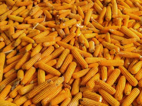 Bulk dried corn, fodder corn, corn image used as background and illustrative  Stock Photos