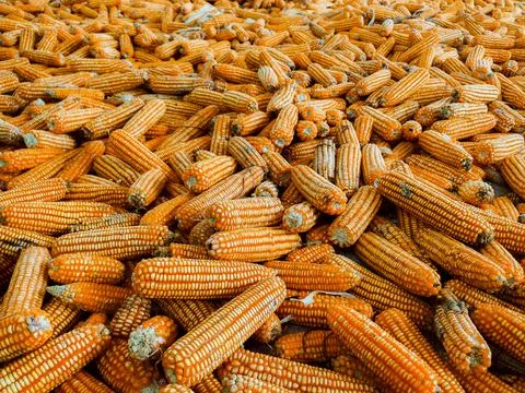 Bulk dried corn, fodder corn, corn image used as background and illustrative  Stock Photos