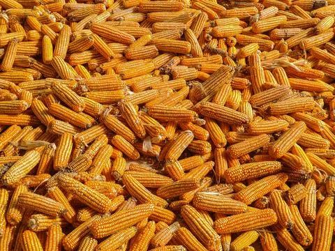 Bulk dried corn, fodder corn, corn image used as background and illustrative  Foto stock
