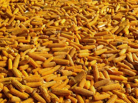 Bulk dried corn, fodder corn, corn image used as background and illustrative  Stock Photos