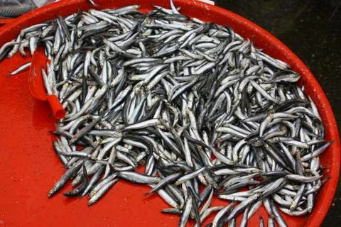 Bulk of fresh sprats Stock Photos