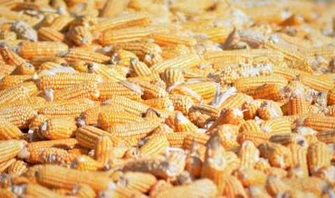 Bulk of husked raw corn cobs Foto stock