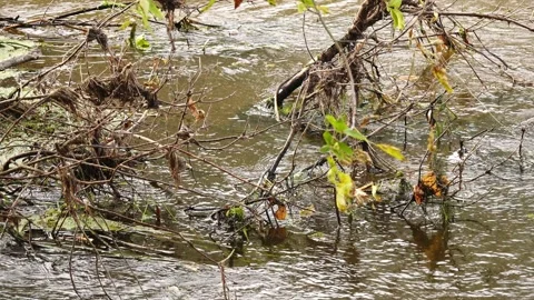 Bulk over the flow of a forest small river. Stock Footage 170420654