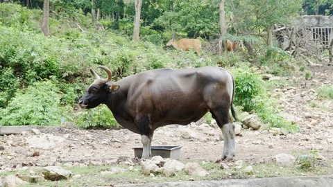 The bull. 4K Resolution Stock Footage 90752612