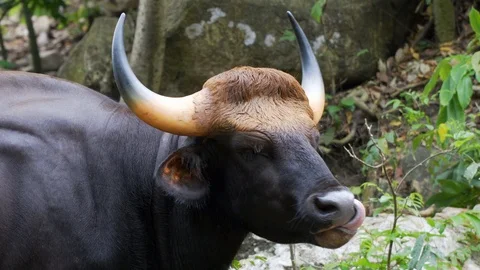 The bull. 4K Resolution 스톡 동영상 90758594