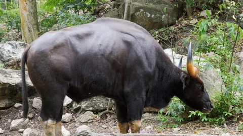 The bull. 4K Resolution Stockbeeldmateriaal 90759020