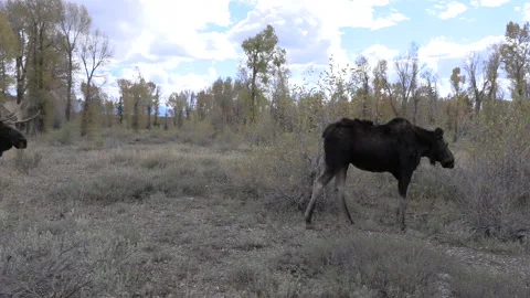 Bull and Cow Shiras Moose in Wyoming in Fall Vídeos de archivo 220041453