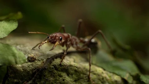 Bull Ant Video stock 76973923