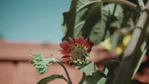 Bull back from red sunflower Stock Footage 284888407