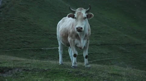 Bull in the background of mountains Stock Footage 41465376