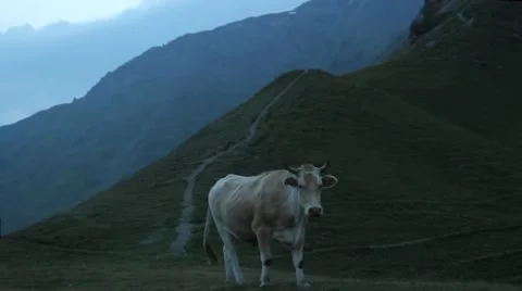 Bull in the background of mountains Stock Footage 41465377