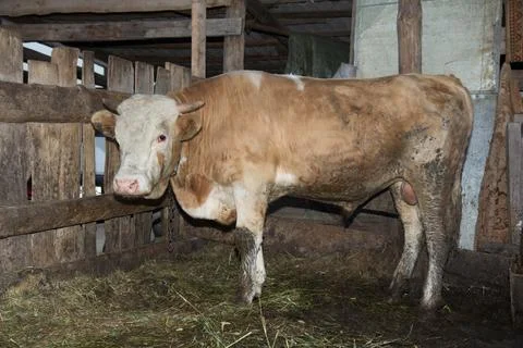 Bull in the barn Stock Photos