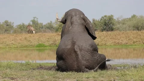 A bull Big elephant mud rolling Stock Footage 201005495