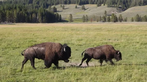 Bull Bison Chasing Female Stock Footage 62817540