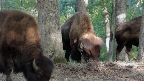 Bull Bison Feeding - 4K Stock-Footage 253494271