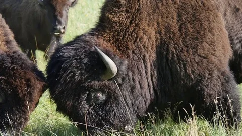 Bull Bison Fighting 4K Stock Footage 73587029