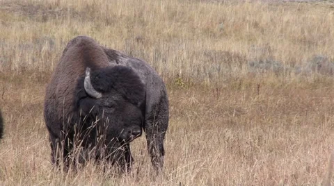 Bull Bison Vídeos de archivo 55770292