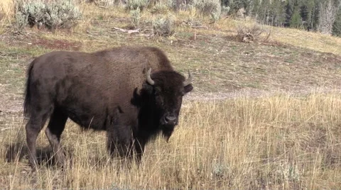 Bull Bison Vidéo 55771485