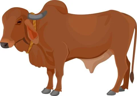 Bull, Brahman cattle Stock Illustration
