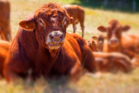 Bull - Cattle 库存照片