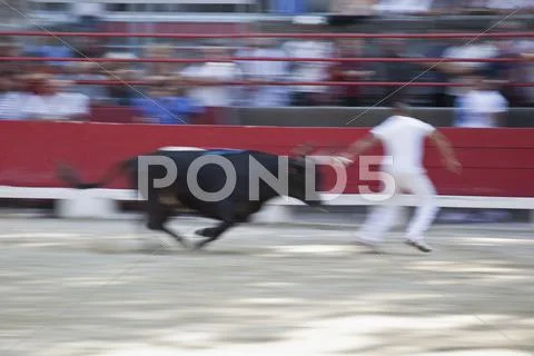 A Bull Chasing A Man In An Arena