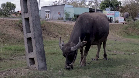 Bull chewing grass in vietnam Stock Footage 123426341