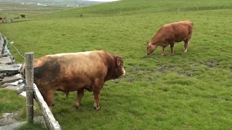 Bull at Cliffs of Moher Vídeos de archivo 40335340