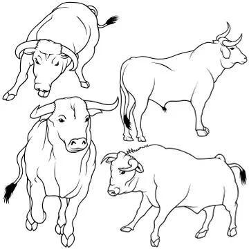 Bull Collection Stock Illustration