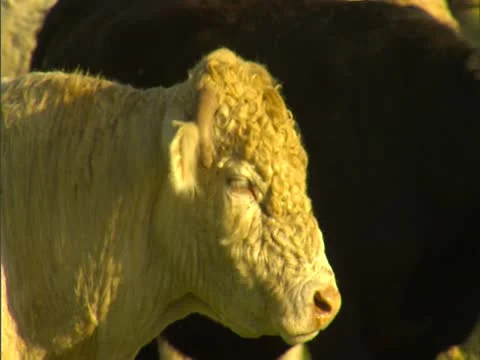 Bull in Corral Stock-Footage 22244431