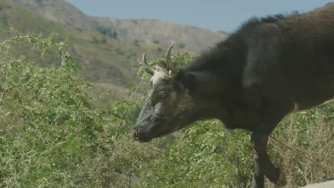 Bull cow walking down path in remote Bolivian village Stock Footage 227554688