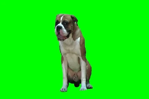 Bull Dog Video stock 18427930