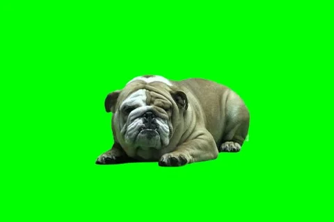 Bull dog Video stock 18933010