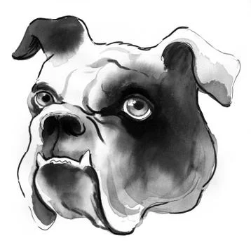 Bull dog head Stock Illustration