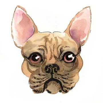 Bull dog head Stock Illustration