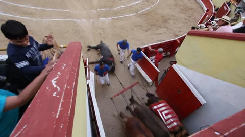 Bull dragged from ring Stock Footage 32345711