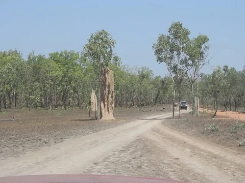 BULL DUST Stock Footage 100390335
