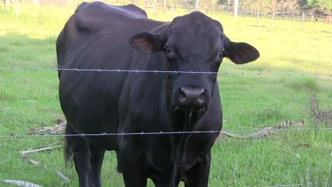 Bull eating grass Stock Footage 249490774