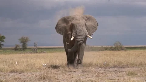 A bull elephant approaches the camera full frame Stock Footage 295949423