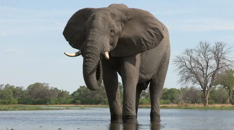 A bull elephant drinking at river in the Okavango Delta Stock Footage 46373364