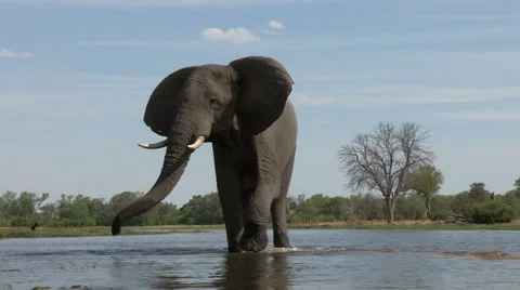 A bull elephant drinking at river in the Okavango Delta Stock Footage 46373378
