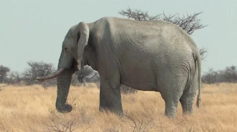 Bull Elephant Stock Footage 941028