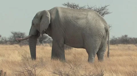Bull Elephant Stock Footage 941046