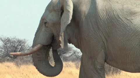 Bull Elephant Stock Footage 941058