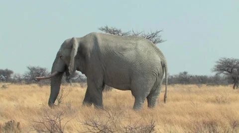 Bull Elephant Stock Footage 941078