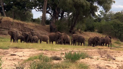 Bull elephant guards Видео 33778198