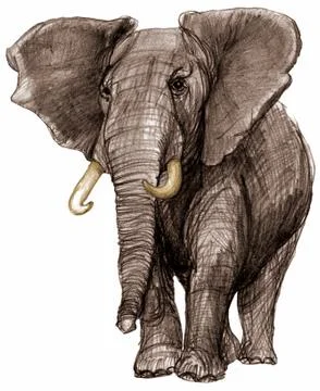 Bull elephant Stock Illustration